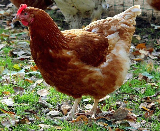 Куры несушки с агрофермы