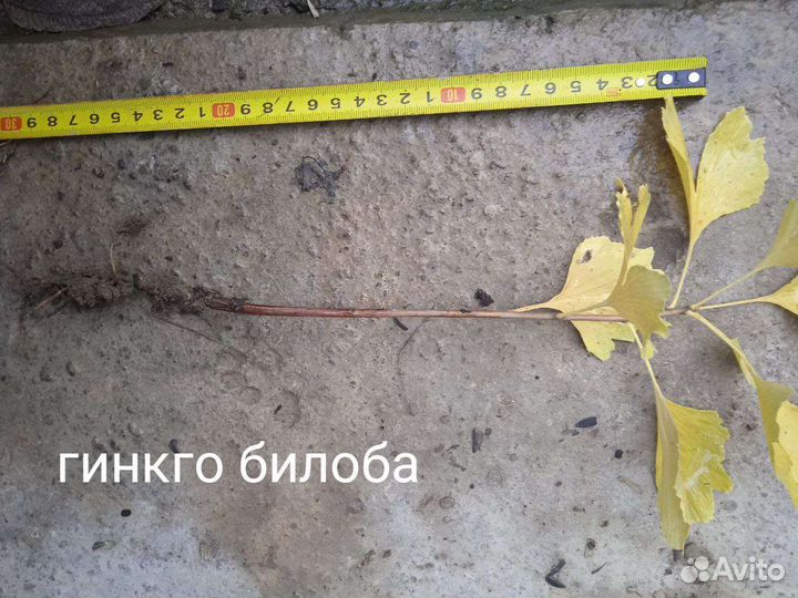 Гинкго билоба