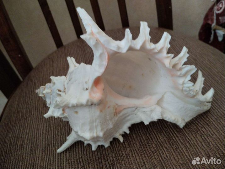 Ракушка Chicoreus ramosus