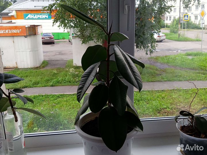 Кротон, фикусы