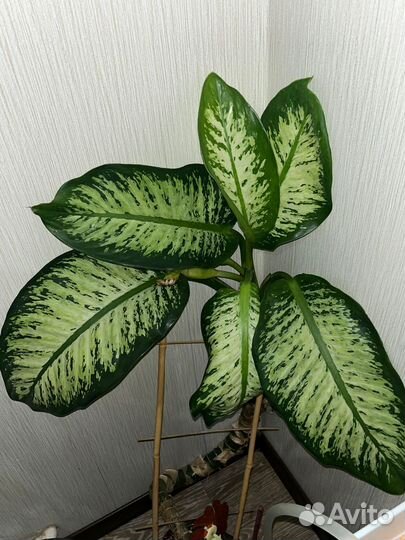 Отдам бесплатно