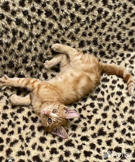 Рыжий котёнок