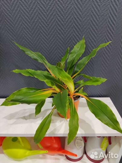 Хлорофитум грин оранж