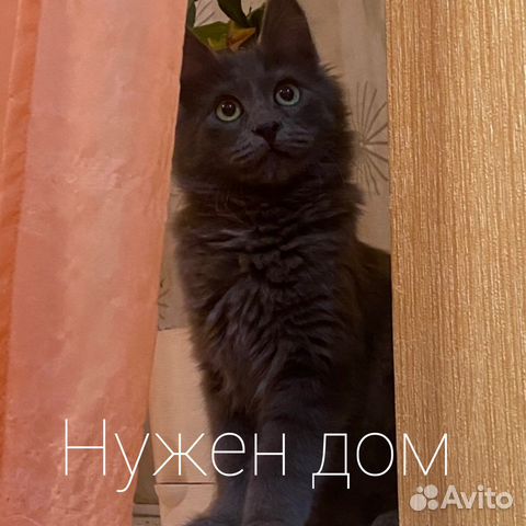 Небелунг только ответсвенным людям