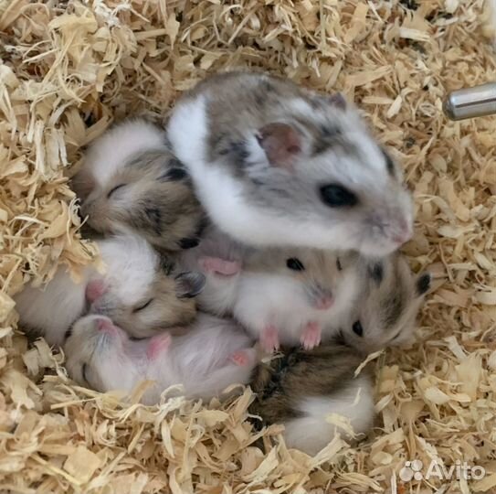 Джунгарский хомяк опт