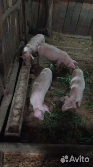 Поросята ландрас