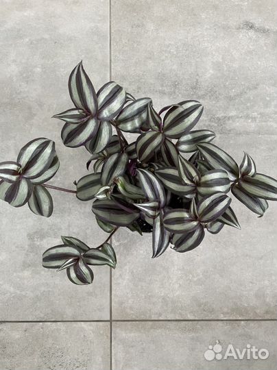 Традесканция зебрина силвер