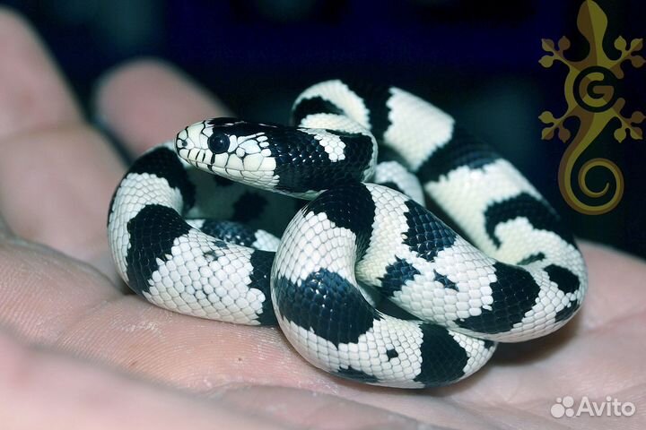 Различные виды змей. Эублефары