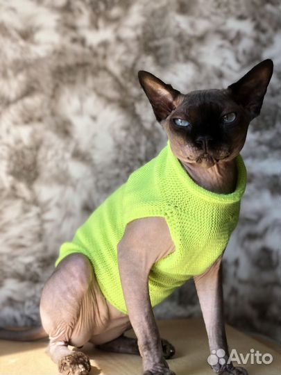 Одежда для сфинксов