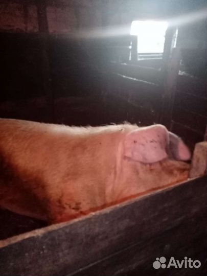 Хряк ландрас