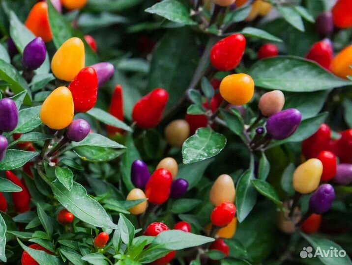 Рассада перца острого многолетнего