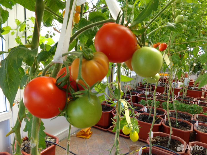 Горшок большой для цветов и овощей