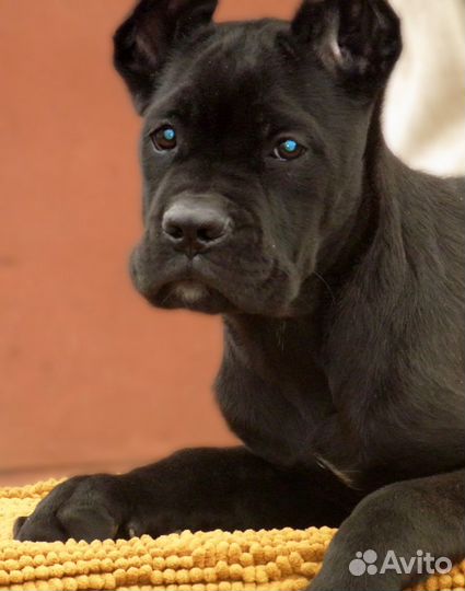 Черные девочки Кане Корсо, уже готовы гулять