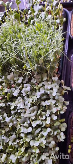 «Микрозелень»