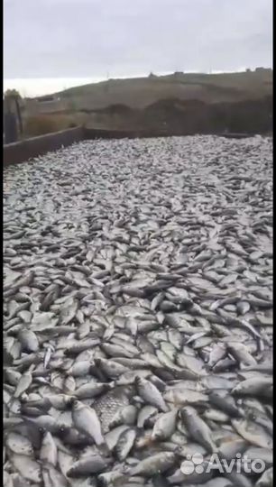 Карась живой