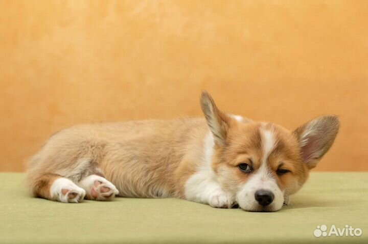 Щенок вельш-корги пемброк