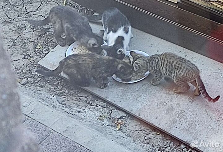 Котята в добрые руки