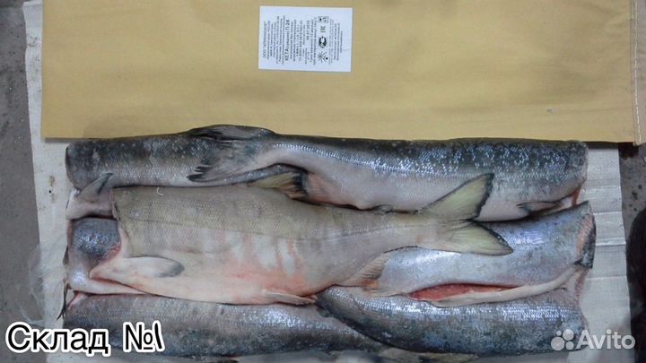 Кета пбг (1 сорт)