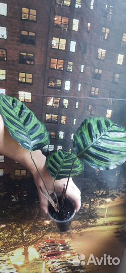 Калатея Макояна