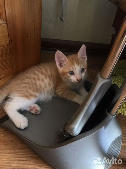 Милые котятки