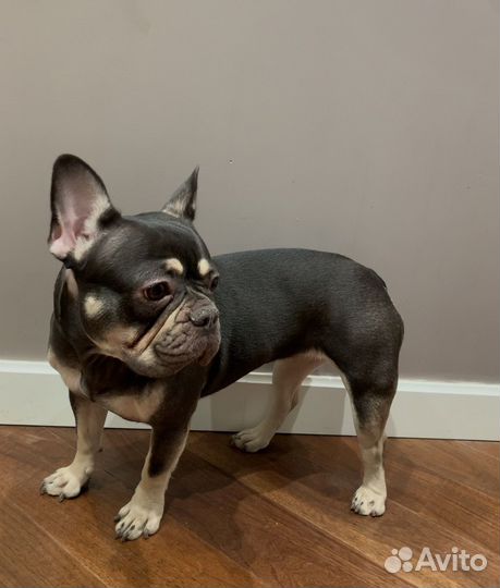 Французский бульдог