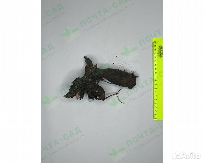 Пион Many Happy Returns