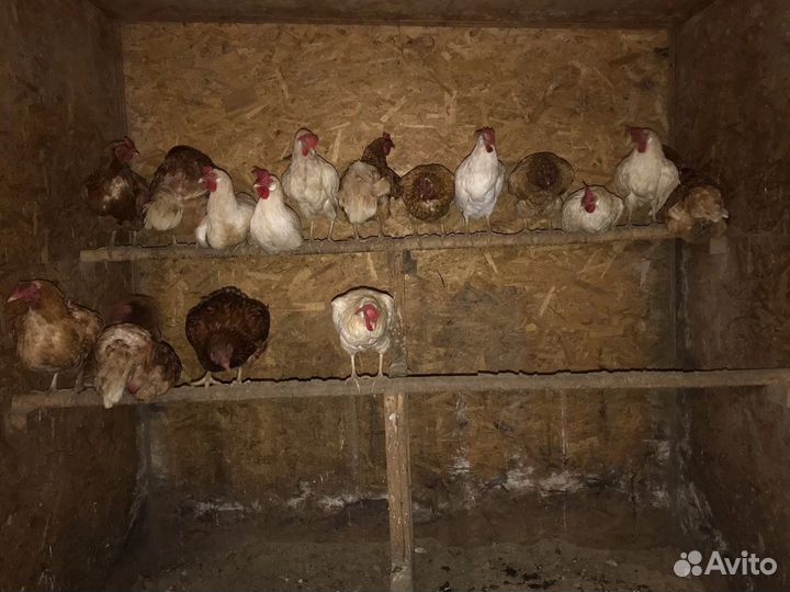 Курицы несушки