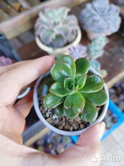 Эхиверия Tsukinishiki, тефрокактус