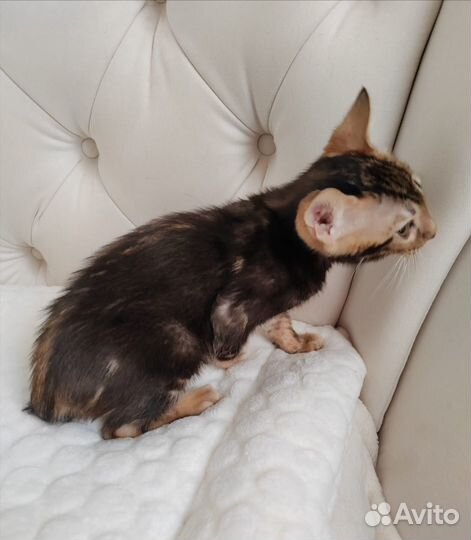 Бенгальская