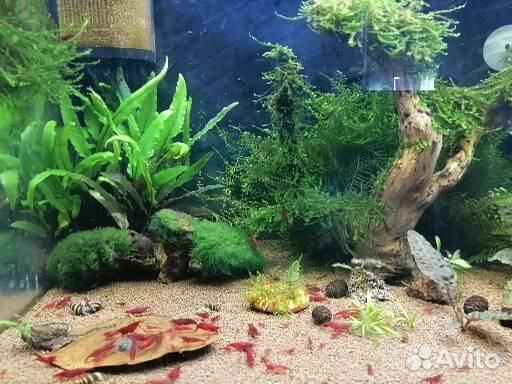 Продам креветок