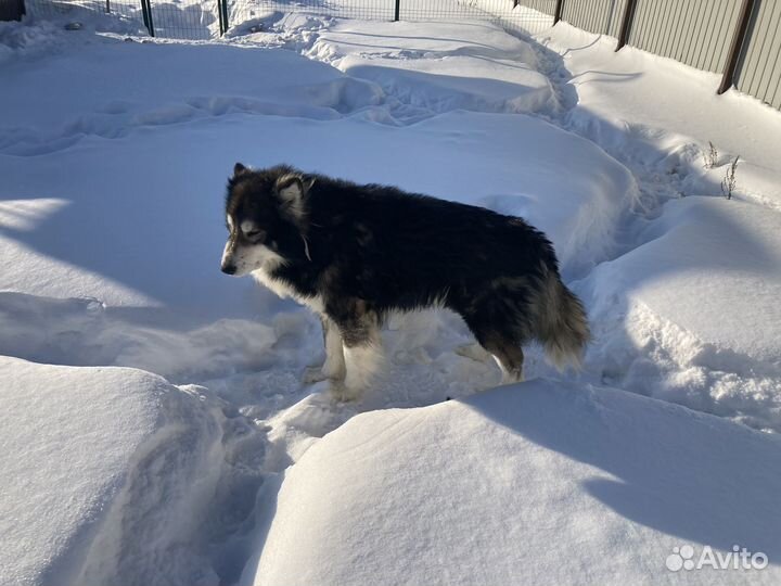Собаки в добрые руки