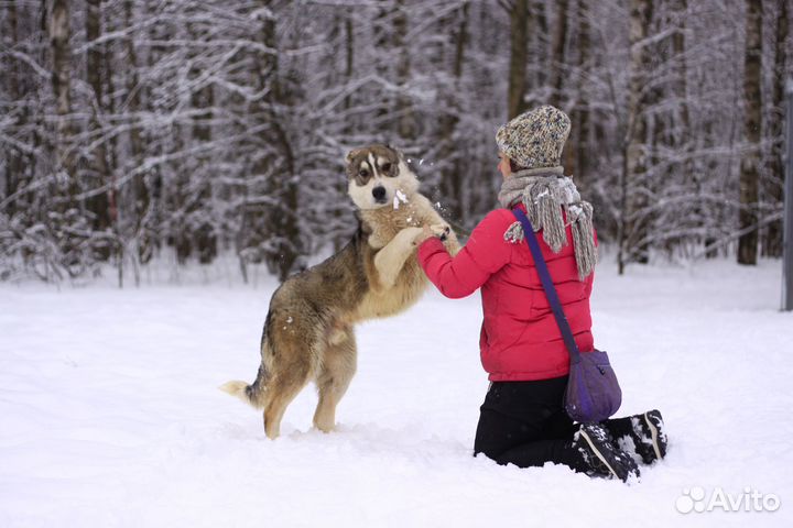 Щенок алабая Криолан