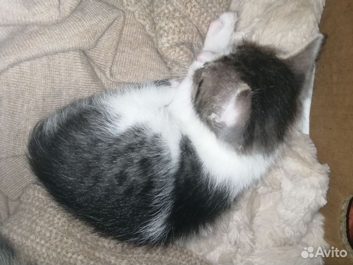 Котята в добрые ручки