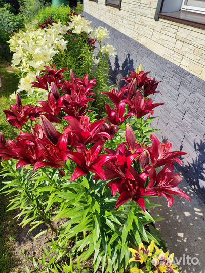 Цветы лилии