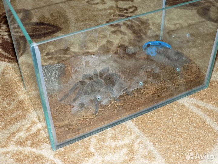 Аквариум (Паук)