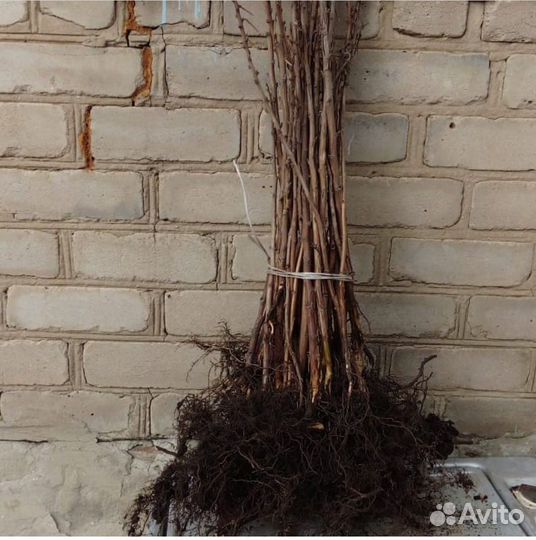 Саженцы Таруса (малиновое дерево) и др. сорта