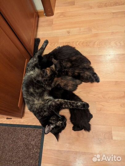 Отдам котят в хорошие руки