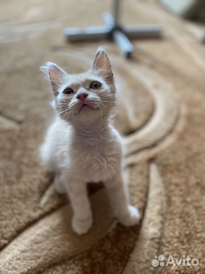 Котик в добрые руки