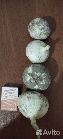 Семена чеснока голоки