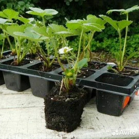 Клубника Амулет саженцы