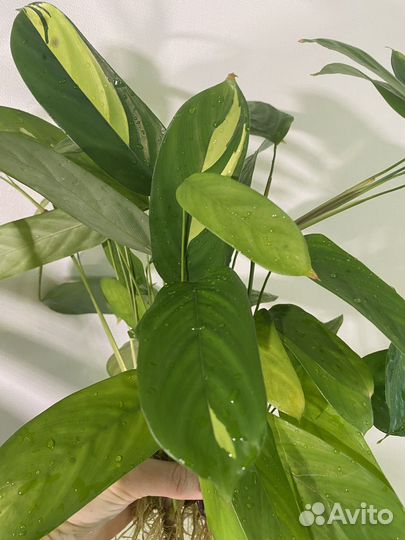 Калатея лубберса