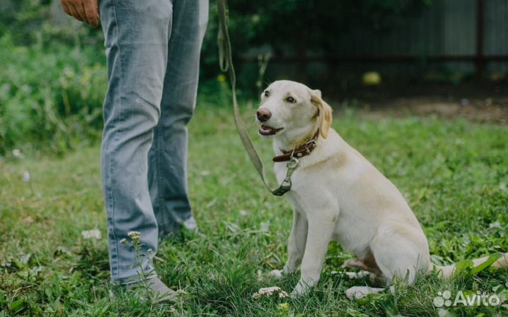Дрессировщик собак кинолог