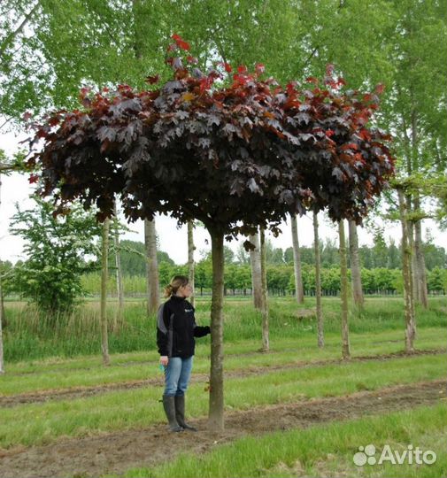 Клен японский саженцы с доставкой