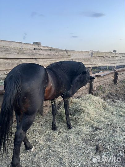Жеребец рысак