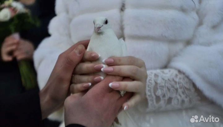 Выпуск голубей