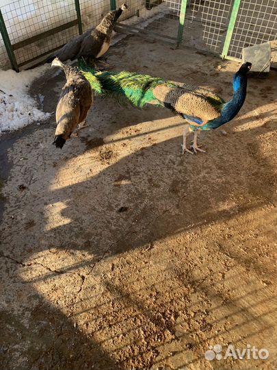 Инкубационное яйцо павлина