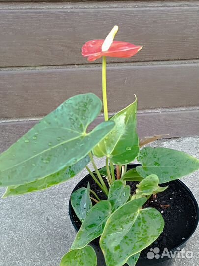 Антуриум красный