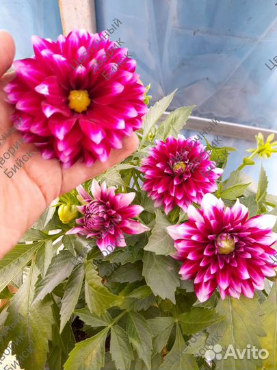 Георгины Патио вегетативные