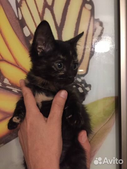 Обояшка кошечка ищет дом