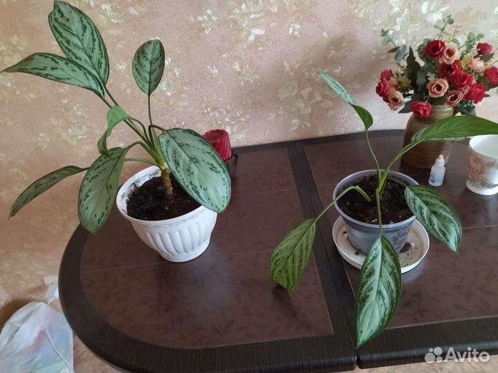 Агланеома